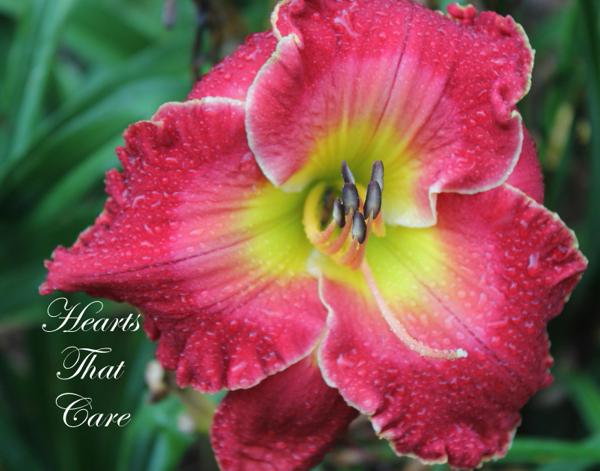 Hearts That Care - by JoAnn Astin
