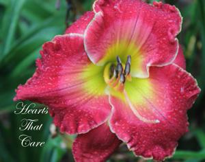 Hearts That Care - by JoAnn Astin