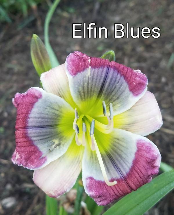 Elfin Blues - Treasa Smith - 2019