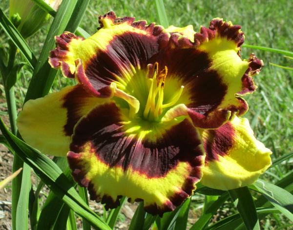 PANSY FACE CHARMER (1)