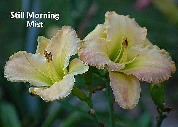 Still Morning Mist