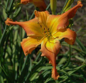 Windyhill's Dreamsicle - QuinnR 2015