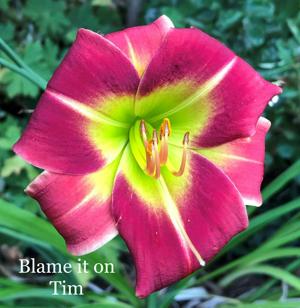 BLAME IT ON TIM (NOT!!) **