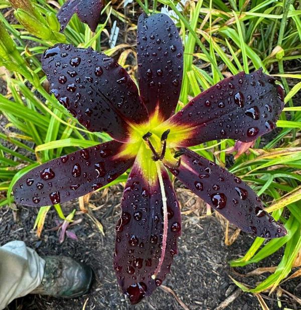 BLACK_ROBE_medium