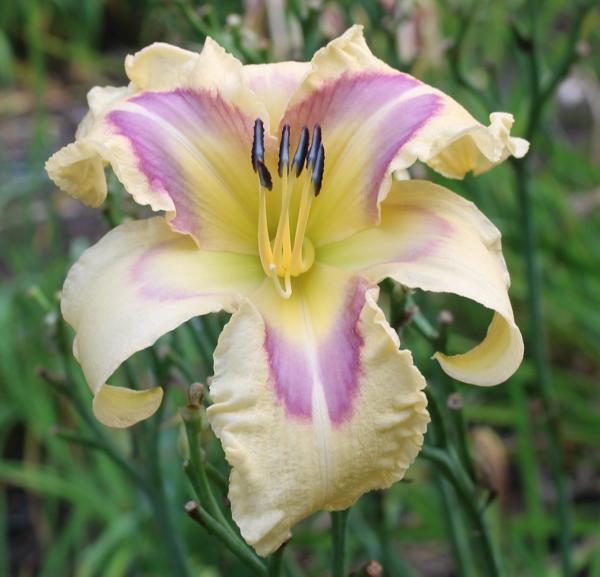 BUTTERMILK_AND_LAVENDER