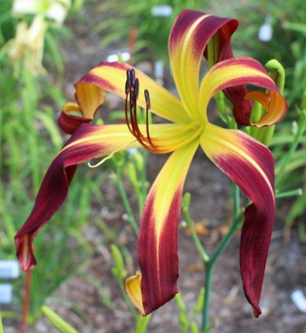CHILI_SPIDER_medium