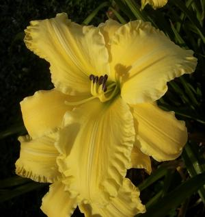 SUBSTANCE OF SUNLIGHT