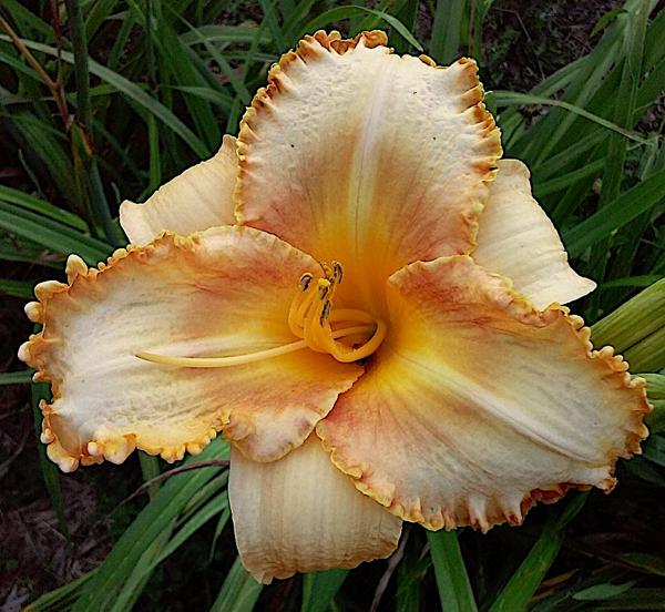 Butterscotch Queen_add