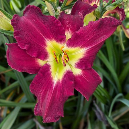 carolina red rebel