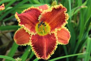 Flame-of-Anor1-768x512