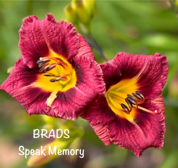 Speak memories