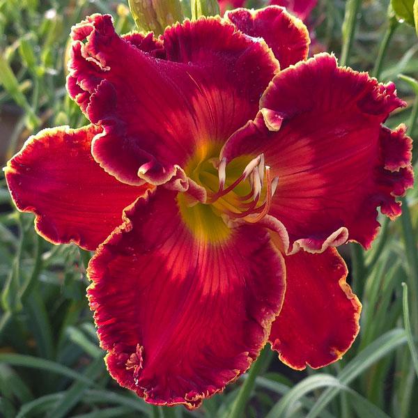 Red-Showstopper