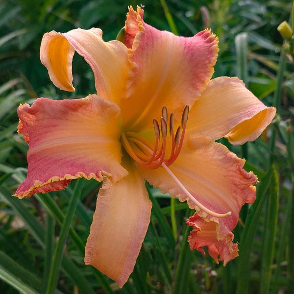 Tangerine Dragons