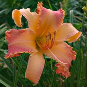 Tangerine Dragons