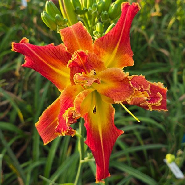 Tangerine-Tangler