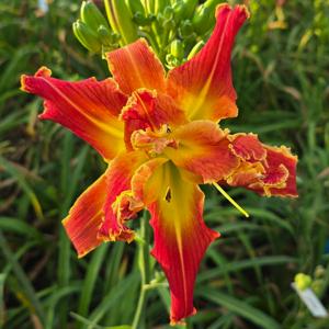 Tangerine-Tangler