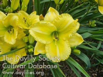 DIANA LOVES YELLOW